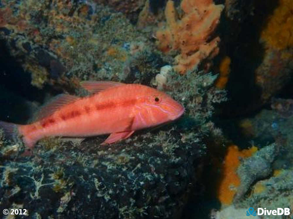 Photo of Bluespotted Goatfish. 