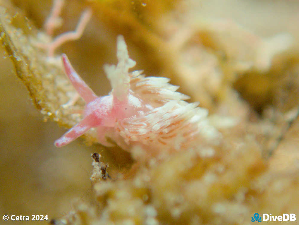 Photo of Trinchesia thelmae at Port Noarlunga Jetty. 