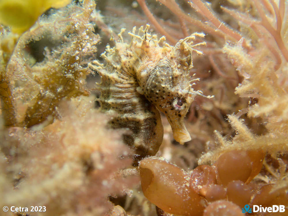 Photo of Shorthead Seahorse at Rye Pier. 