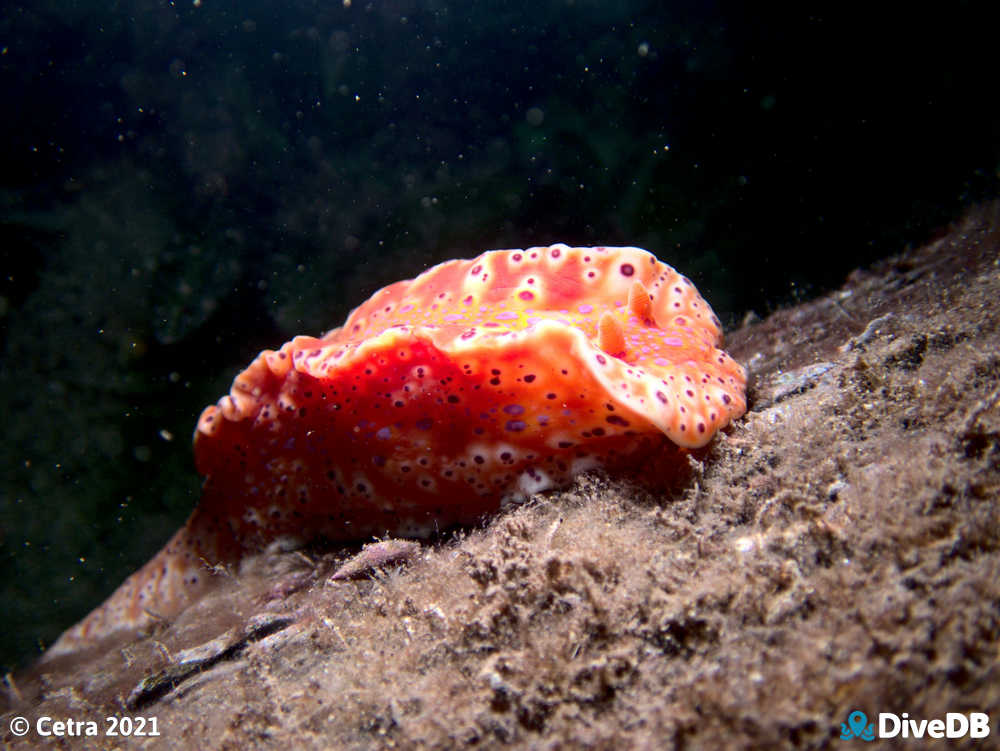 Photo of Short-tailed Sea Slug at Edithburgh Jetty. 