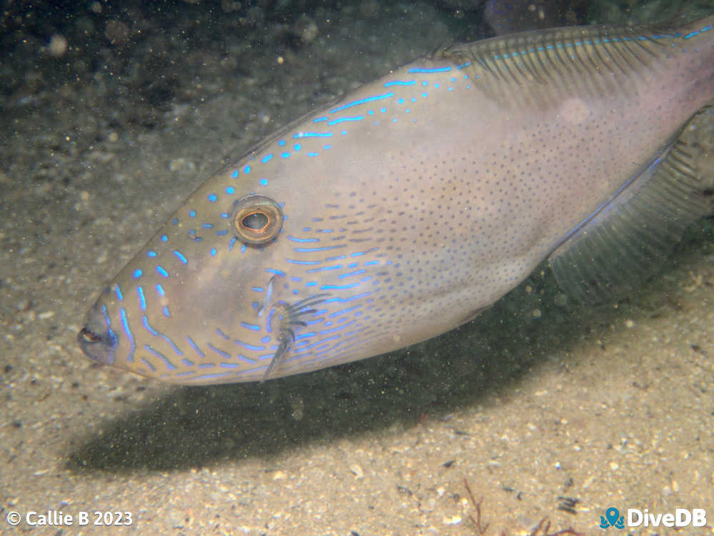 Photo of Sixspine Leatherjacket. 