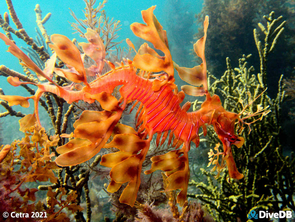 Photo of Leafy Seadragon. 