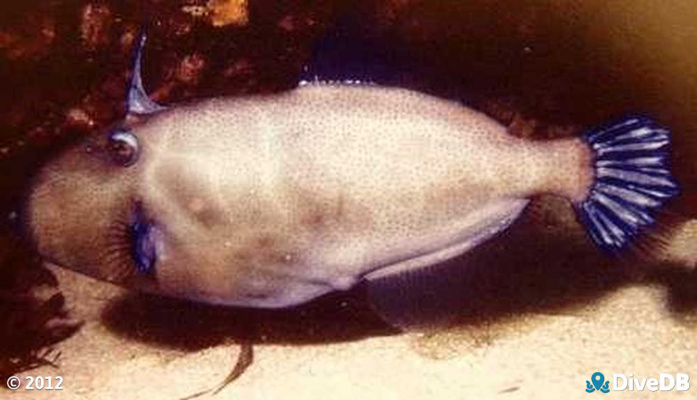 Photo of Blue Tailed Leatherjacket. 