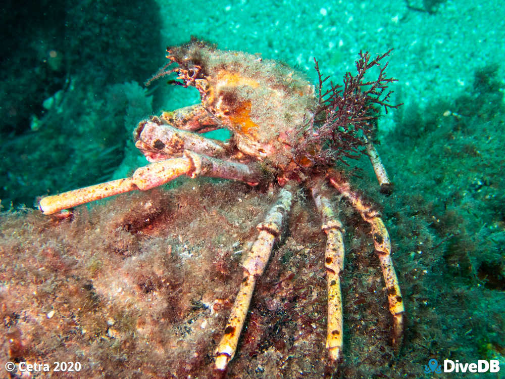 Photo of Decorator Crab at Glenelg Tyre Reef. 