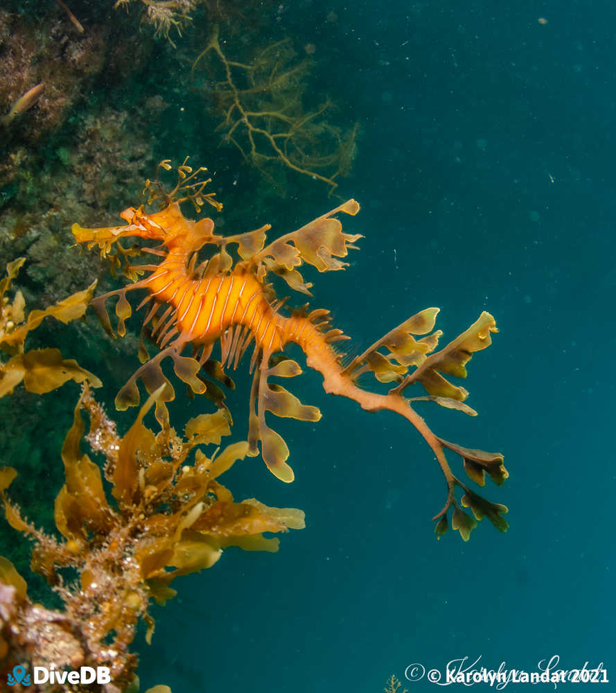 Photo of Leafy Seadragon. 