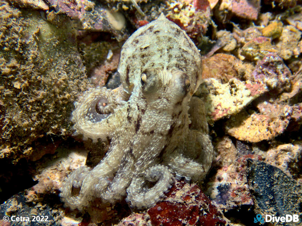 Photo of Octopus at Port Hughes Jetty. 