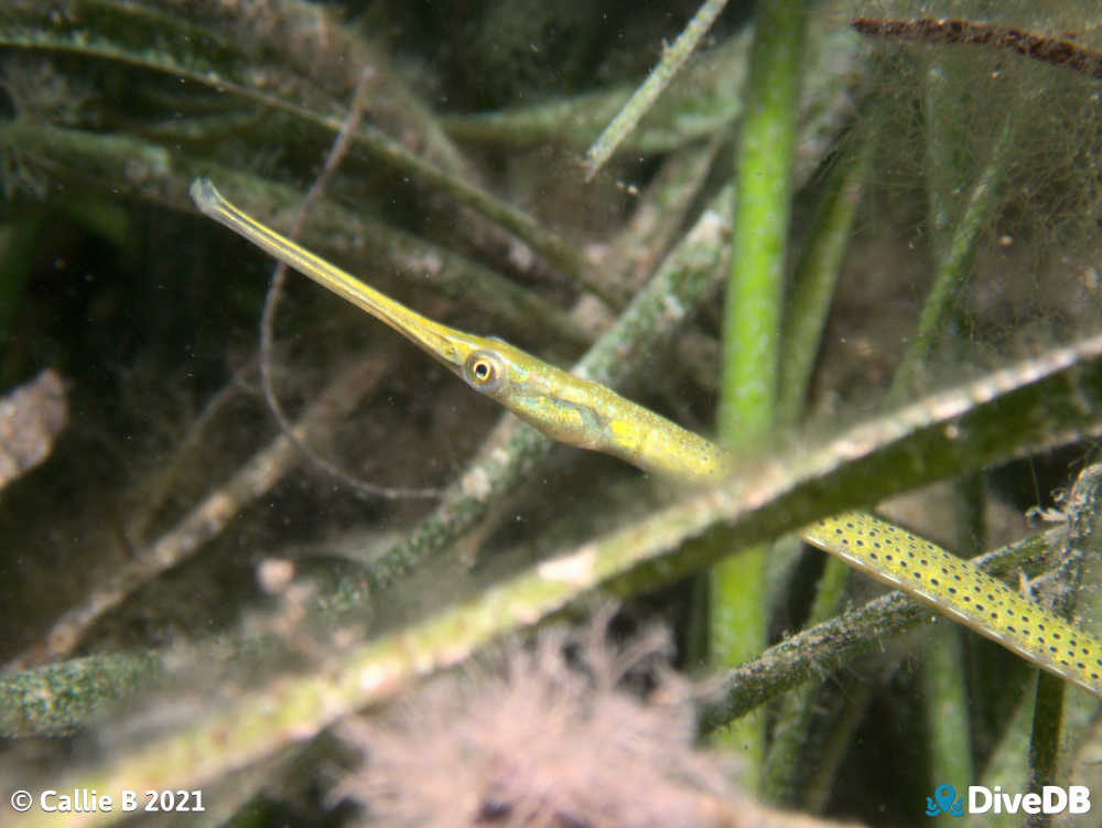 Photo of Spotted Pipefish at Port Hughes Jetty. 