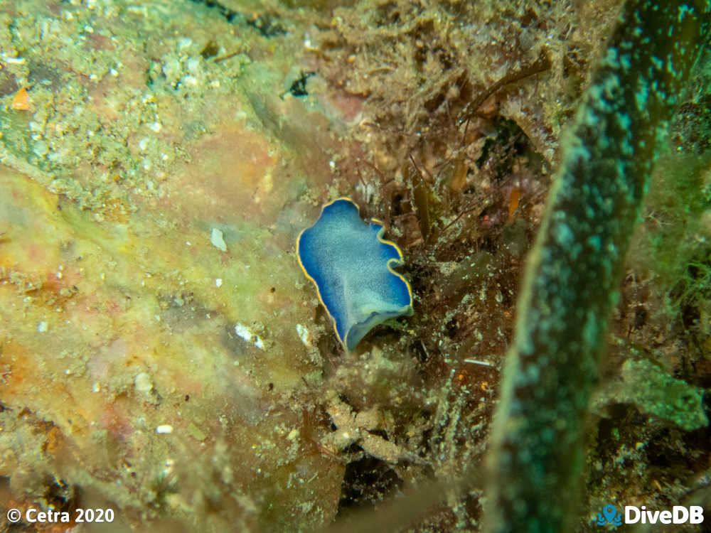 Photo of Blue Flatworm at Songvaar. 