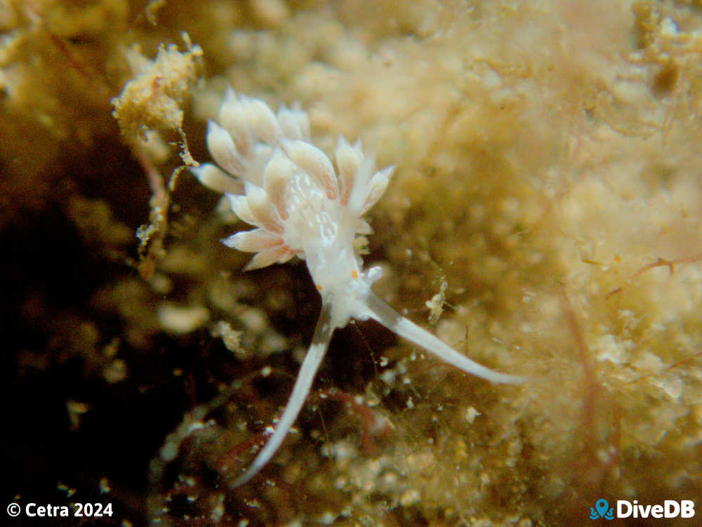 Photo of Createna lineata at Port Noarlunga Jetty. 