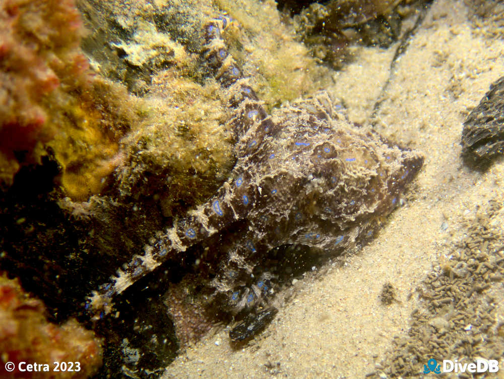 Photo of Blue Ring at Port Noarlunga Jetty. 