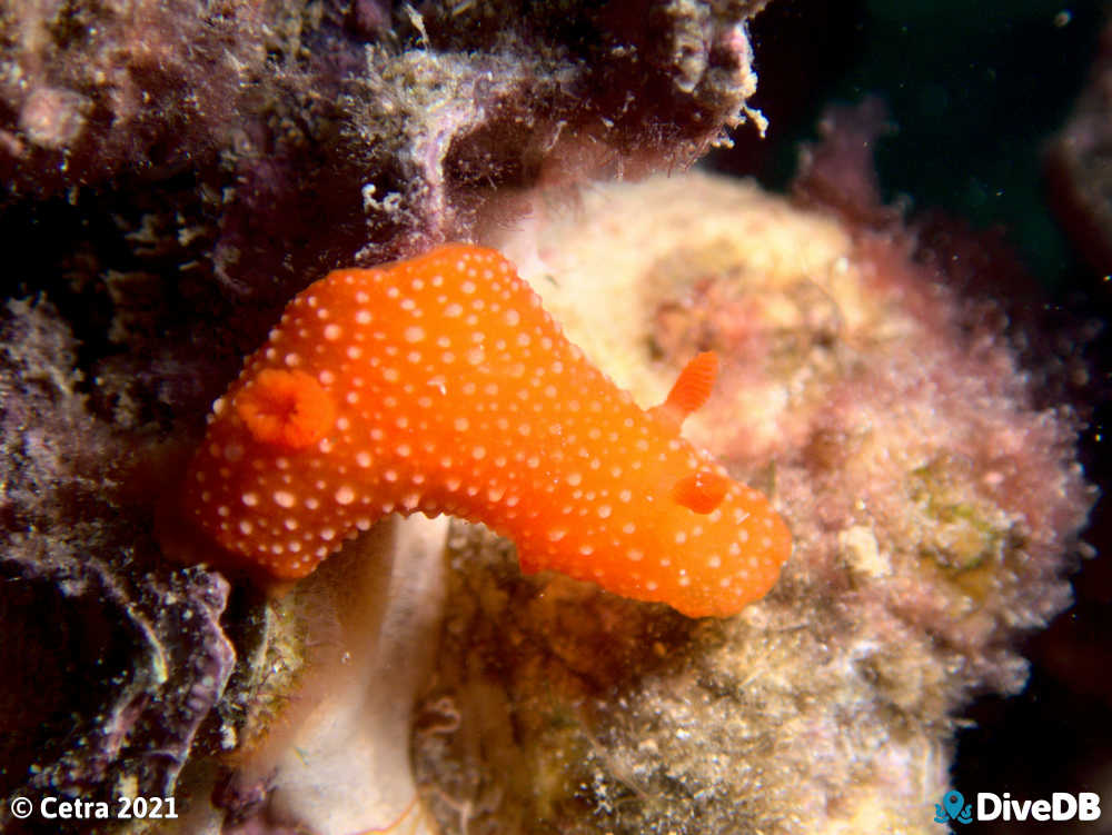 Photo of Fanta at Port Noarlunga Jetty. 