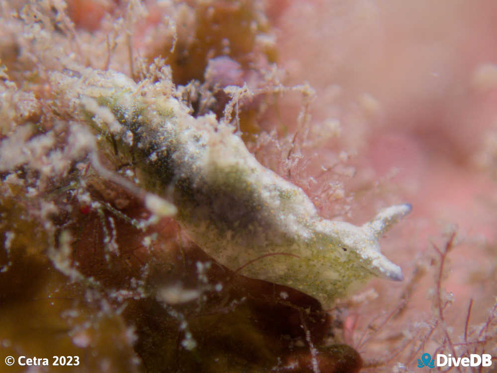 Photo of Disco Slug at Edithburgh Jetty. 