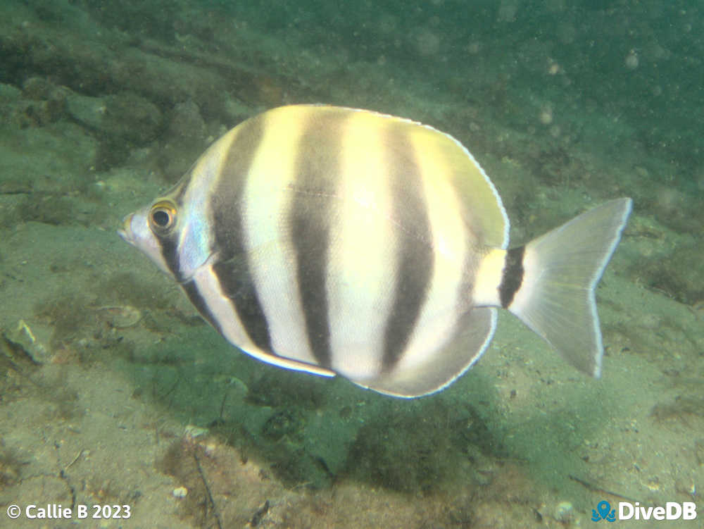 Photo of Moonlighter at Port Noarlunga Jetty. 