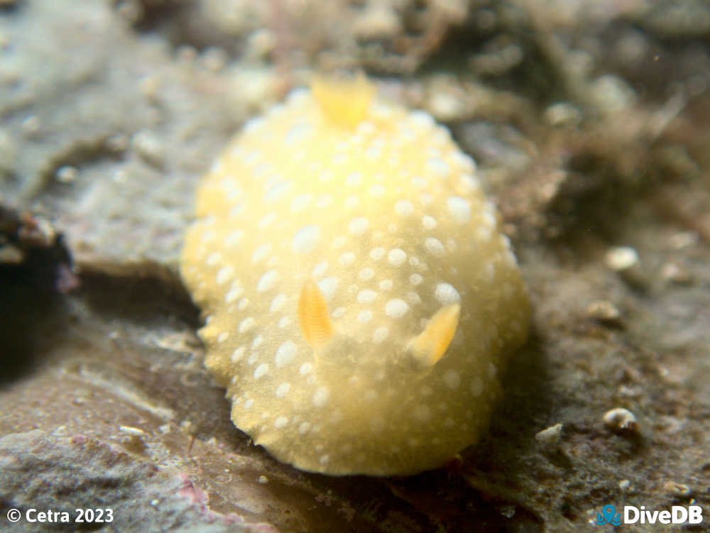 Photo of Fanta at Port Hughes Jetty. 