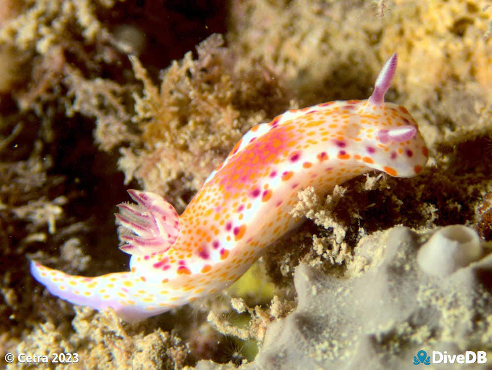 Photo of Clown Nudi at Aldinga Pinnacles. 