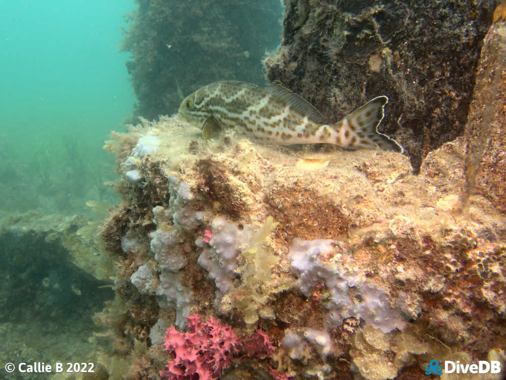 Photo of Dusky Morwong at Rapid Bay. 