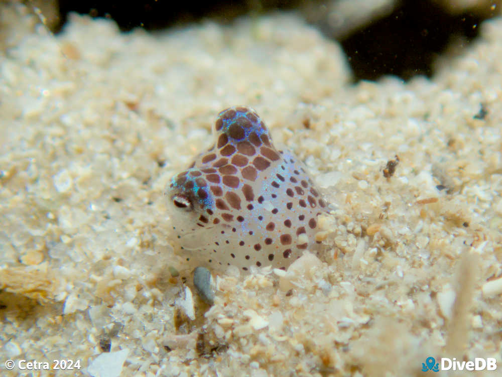 Photo of Bobtail Squid at Port Noarlunga Jetty. 