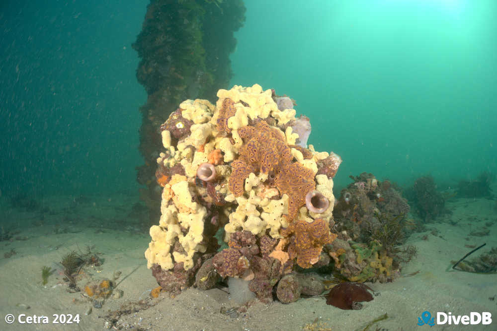 Photo at Port Noarlunga Jetty. 