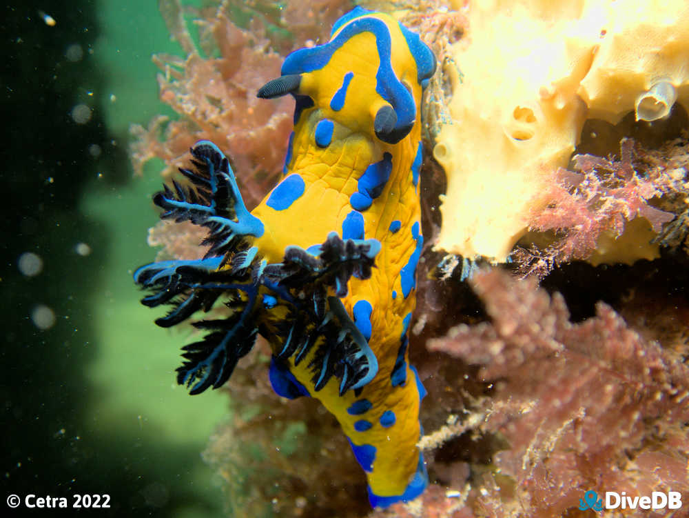 Photo of Verco's nudibranch at Blairgowrie Pier. 