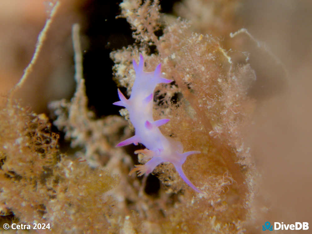 Photo of Marianina sp. at Glenelg Tyre Reef. 