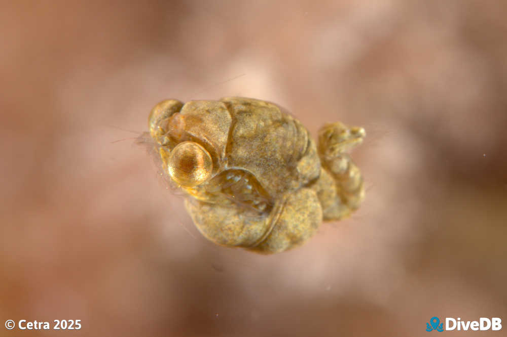 Photo of Sea Bees at Port Hughes Jetty. 