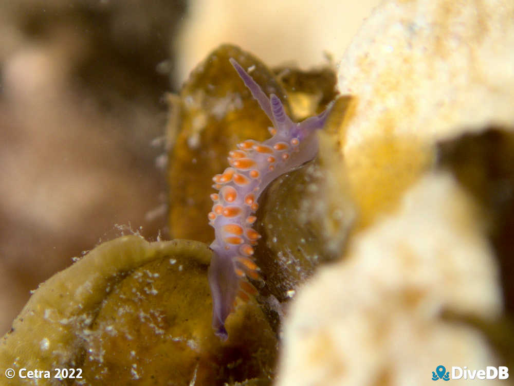 Photo of Flamboyant at Port Noarlunga Jetty. 