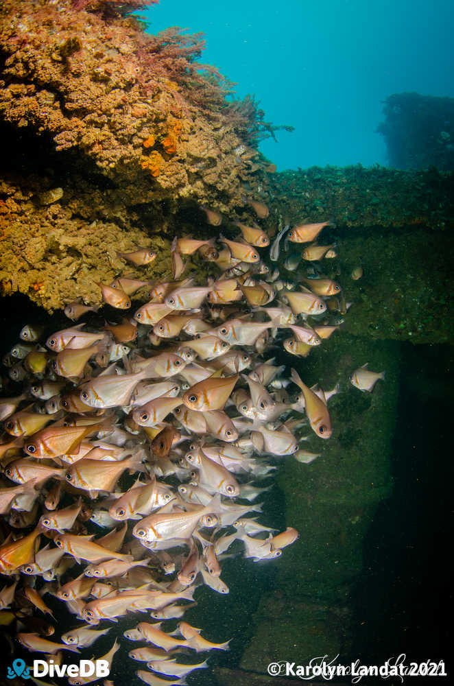 Photo of Rough Bullseye at Glenelg Dredge. 