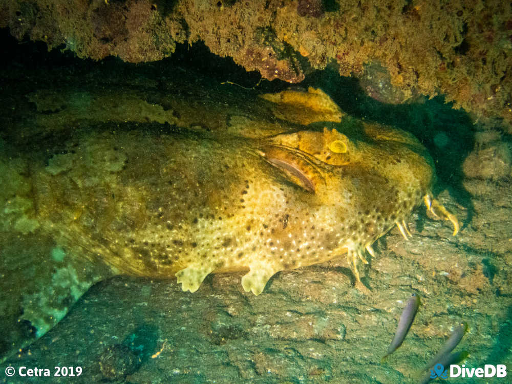 Photo of Wobbegong at Norma. 
