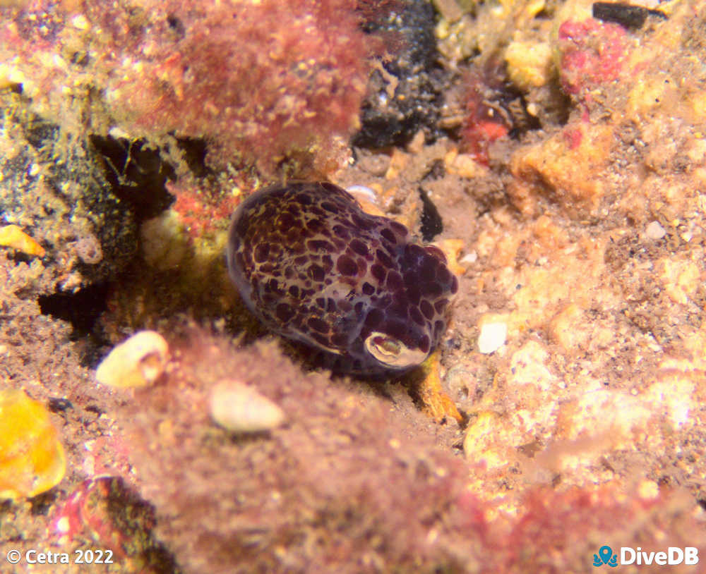 Photo of Bobtail Squid at Edithburgh Jetty. 