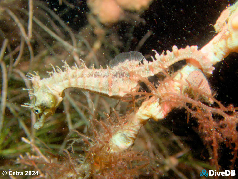 Photo of Shorthead Seahorse at Port Noarlunga Jetty. 