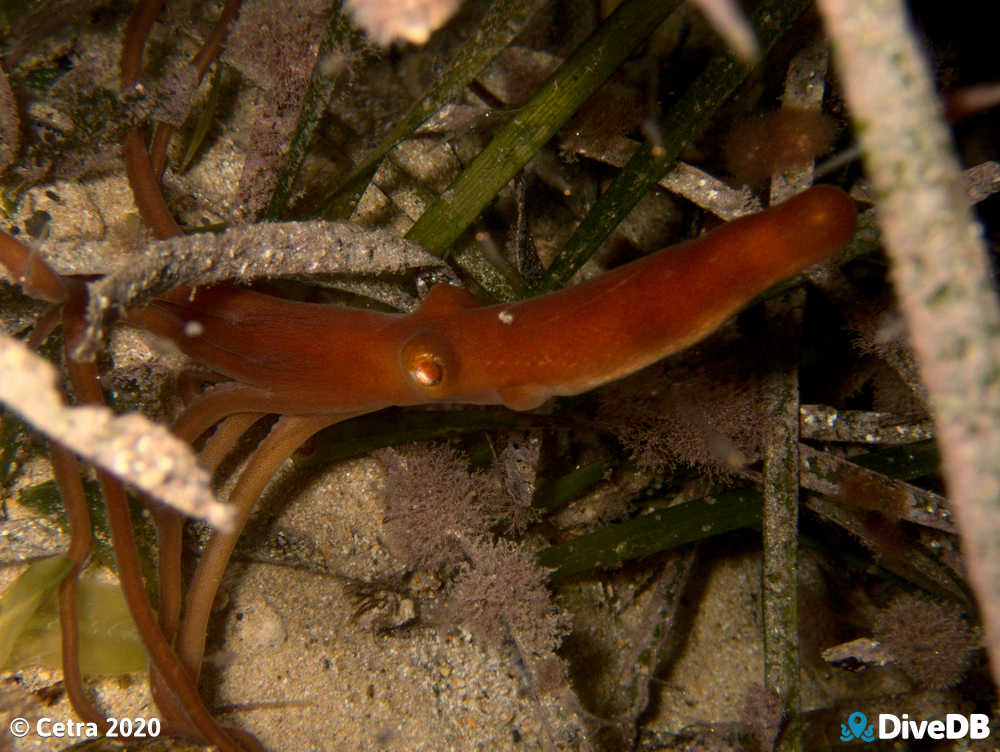 Photo of Sand Octopus at Edithburgh Jetty. 