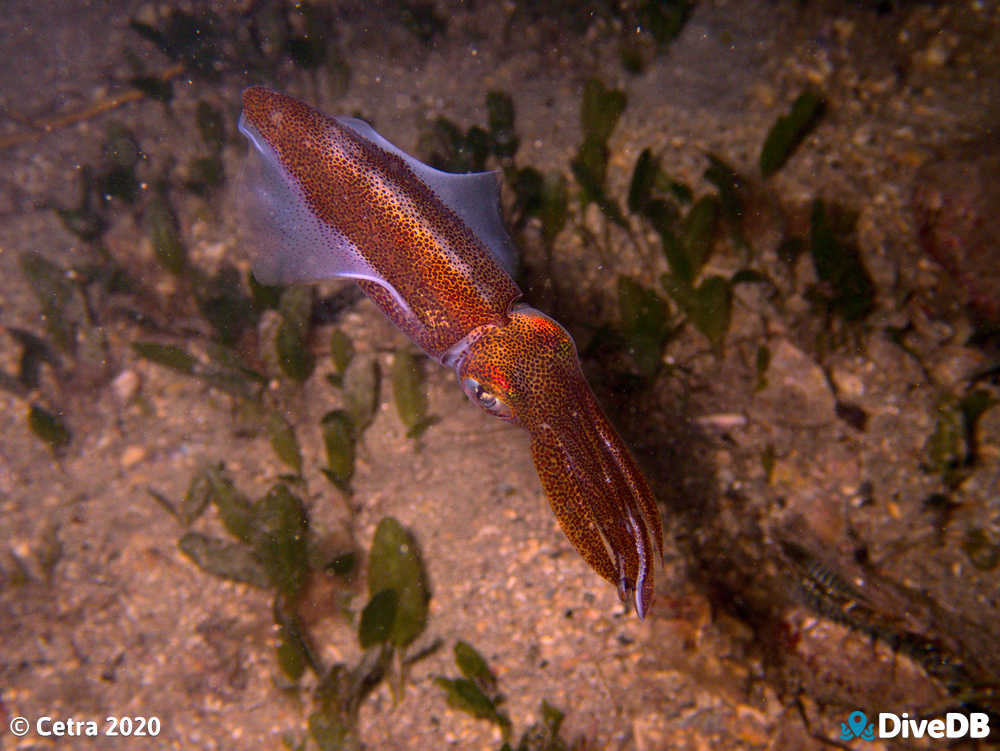Photo of Squid at Edithburgh Jetty. 