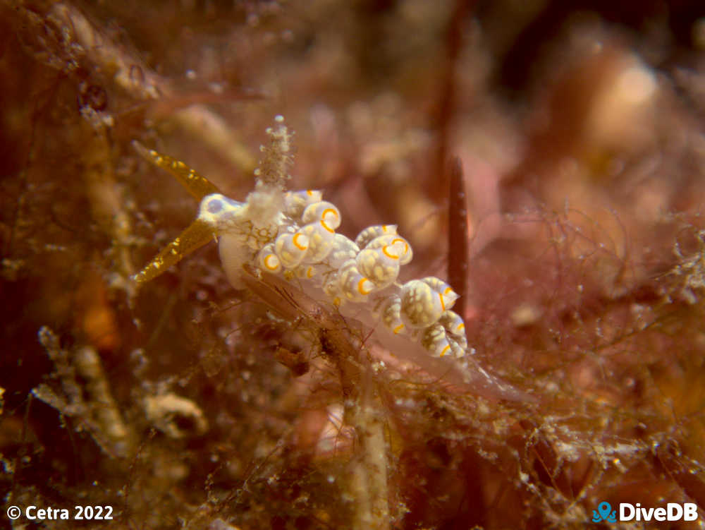 Photo of Beolidia australis at Glenelg Dredge. 