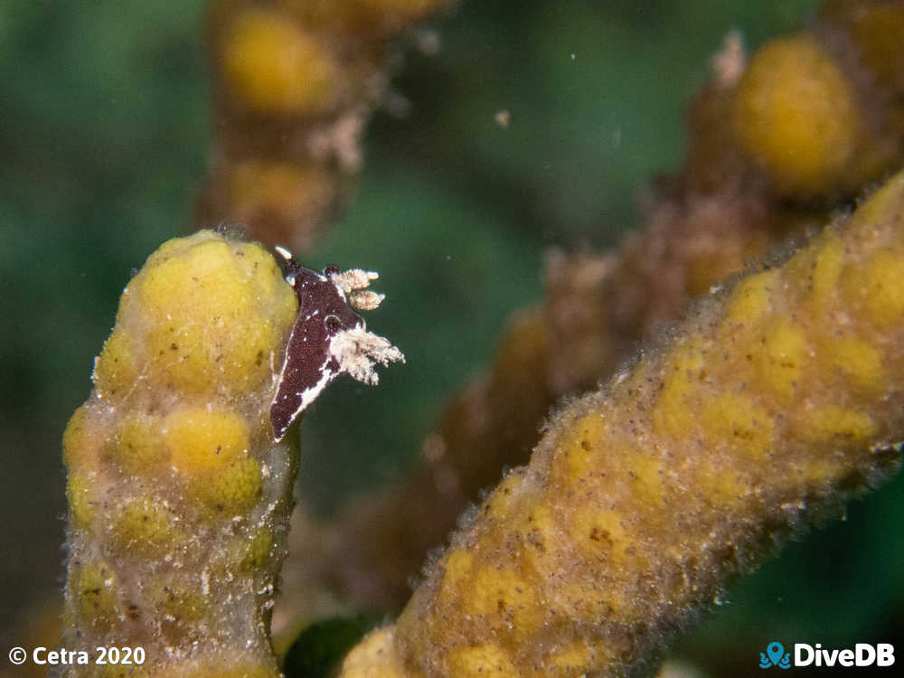 Photo of Trapania brunnea at Edithburgh Jetty. 