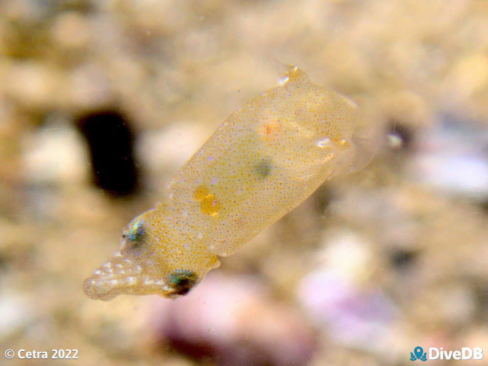 Photo of Southern Pygmy Squid at Port Noarlunga Jetty. 