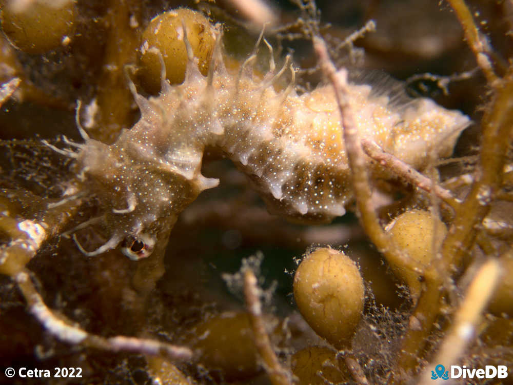 Photo of Shorthead Seahorse at Edithburgh Jetty. 