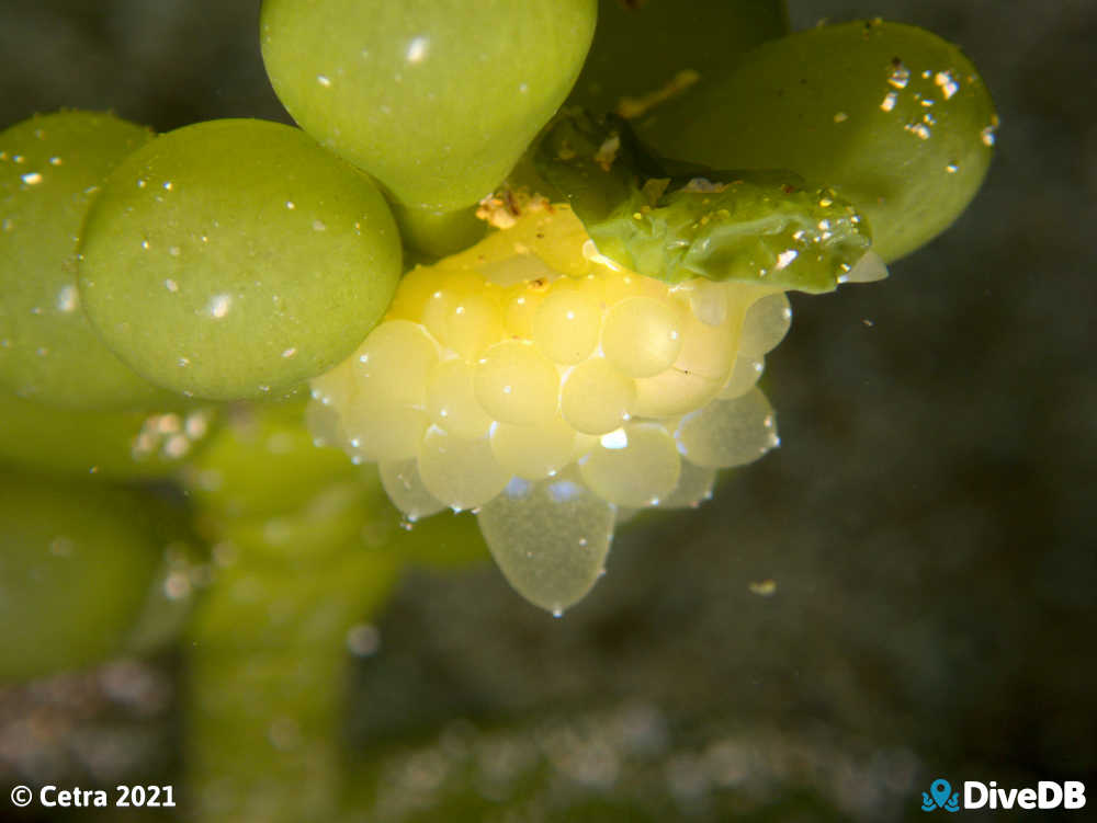 Photo of Grape Nudi at Edithburgh Jetty. 