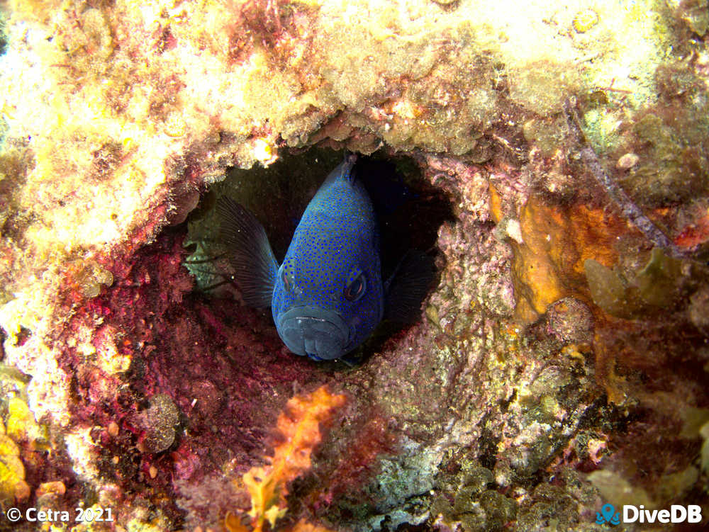 Photo of Southern Blue Devil at Seacliff Reef. 