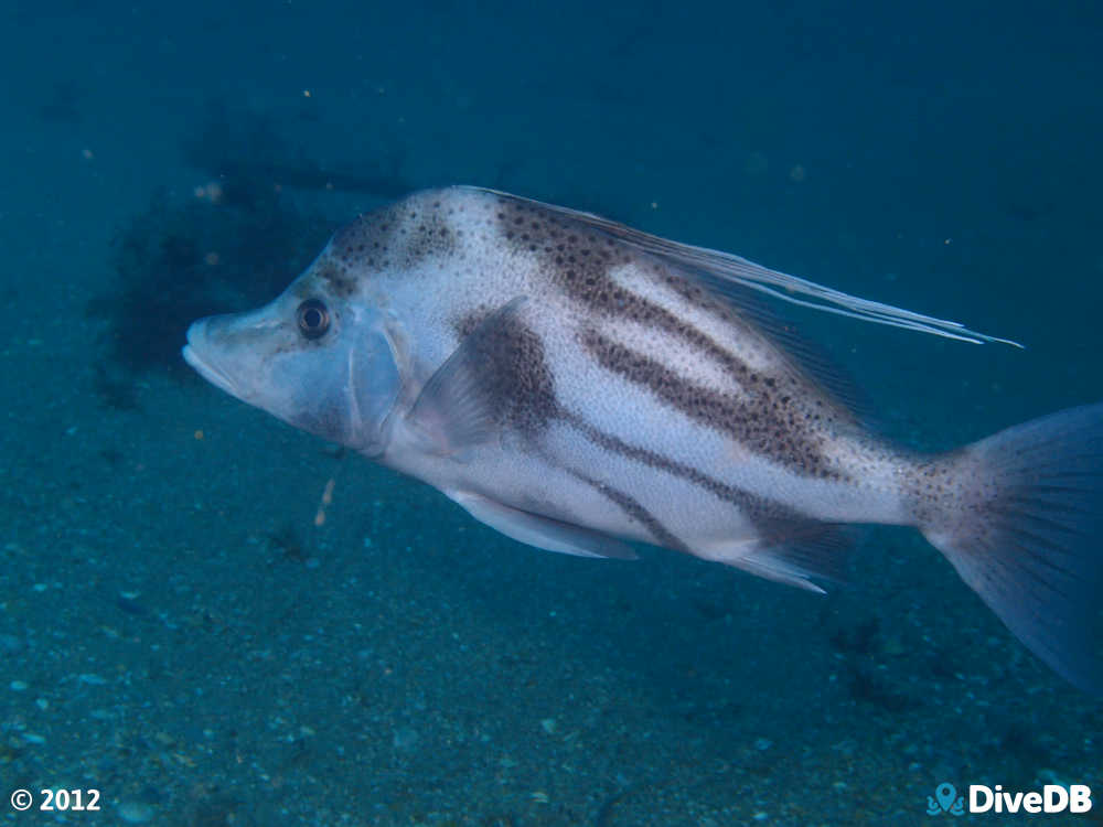 Photo of Yellowspotted Boarfish. 