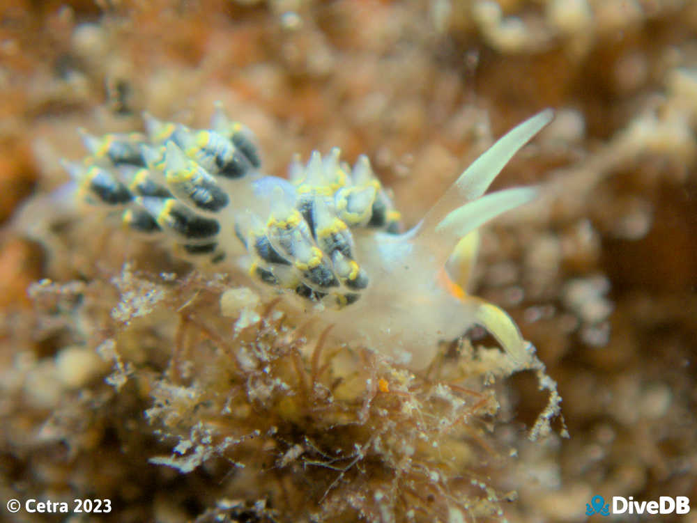 Photo of Trinchesia RB10 at Edithburgh Jetty. 