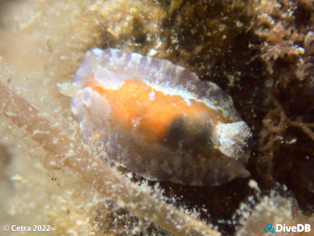 Photo of Chromodoris alternata at Port Noarlunga Jetty. 