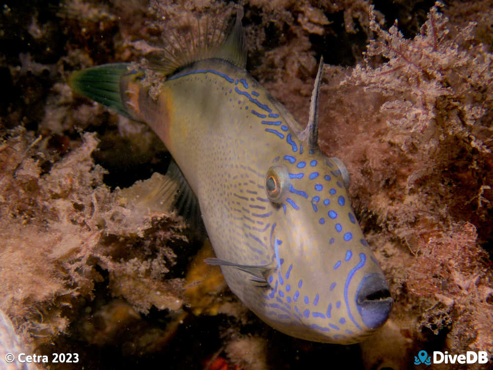 Photo at Seacliff Reef. 