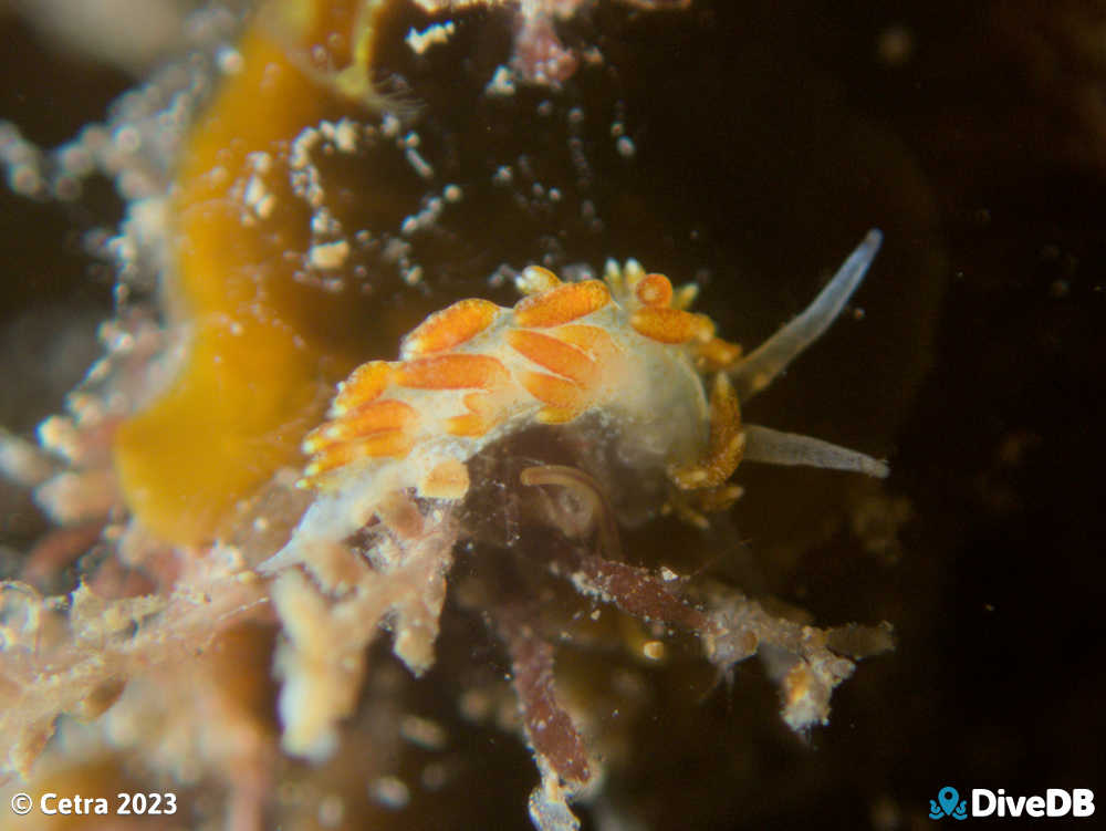 Photo of Tularia bractea at Port Noarlunga Jetty. 