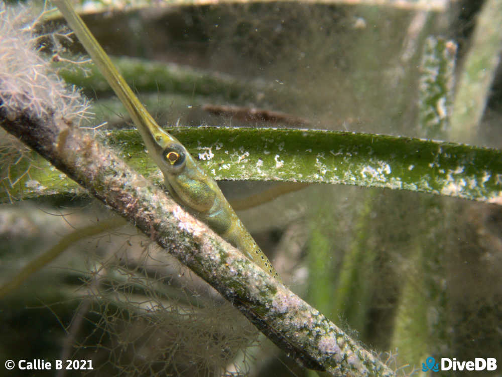 Photo of Spotted Pipefish at Port Hughes Jetty. 