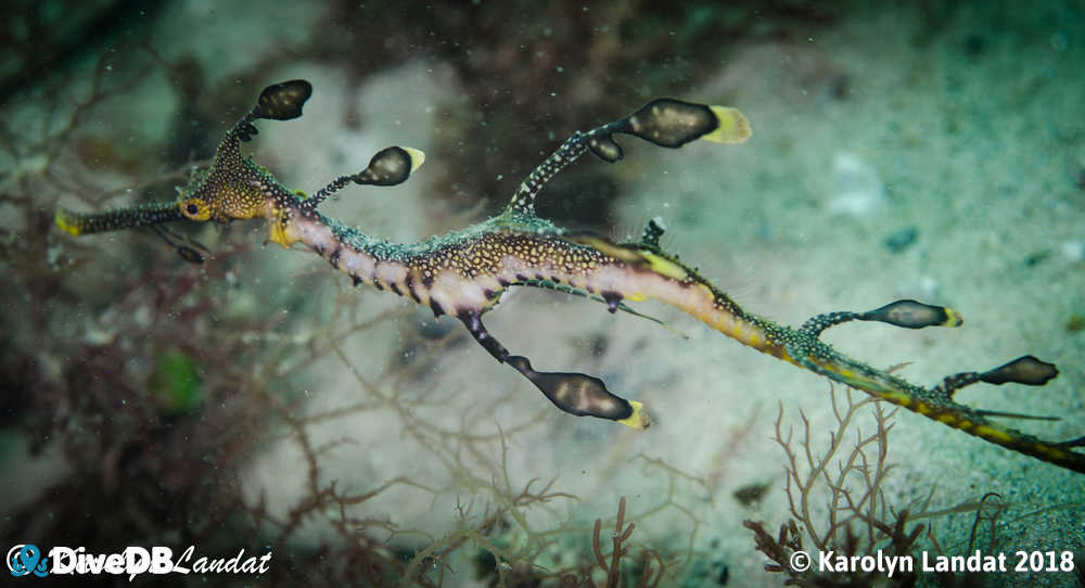 Photo of Weedy Seadragon at Port Noarlunga Jetty. 