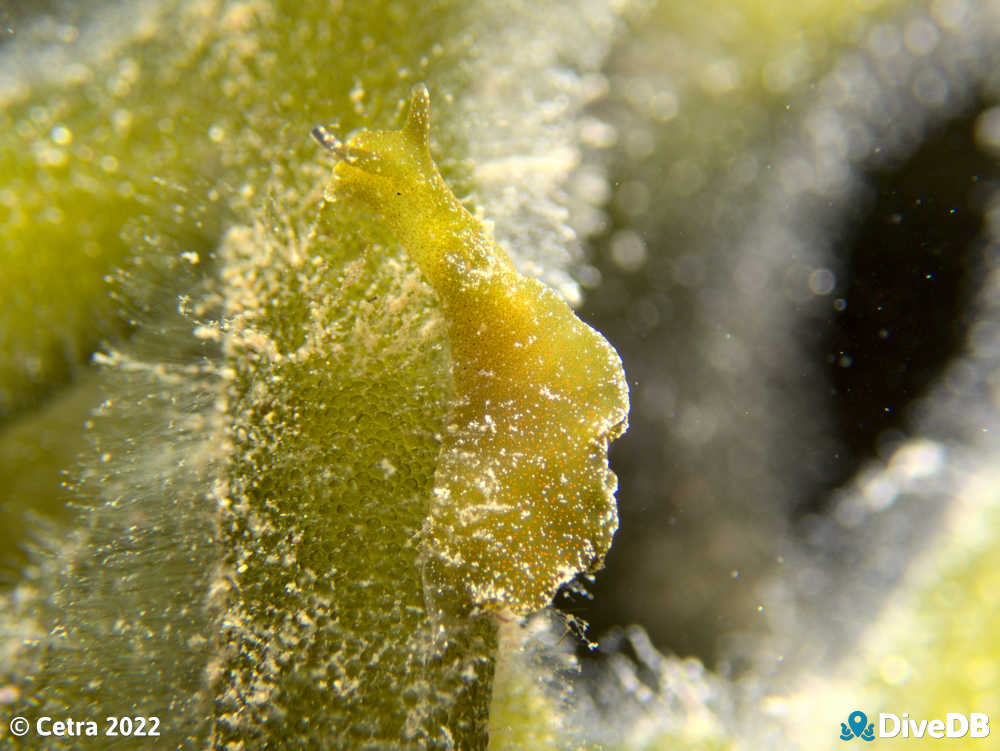 Photo of Disco Slug at Edithburgh Jetty. 