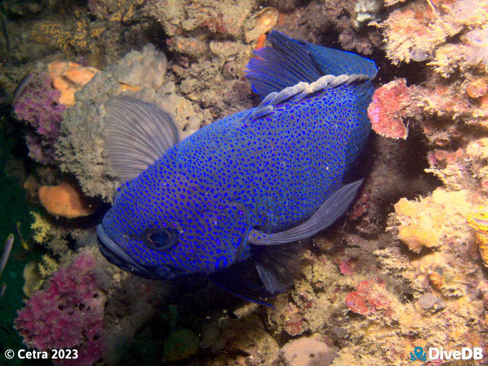 Photo of Southern Blue Devil at Glenelg Dredge. 