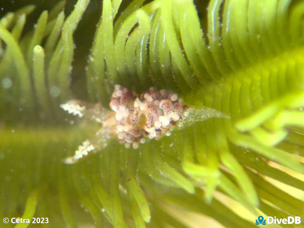 Photo of Austraeolis ornata at Glenelg Blocks (North). 