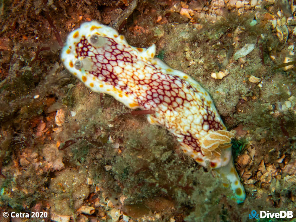 Photo of Brain Nudi at Glenelg Tyre Reef. 