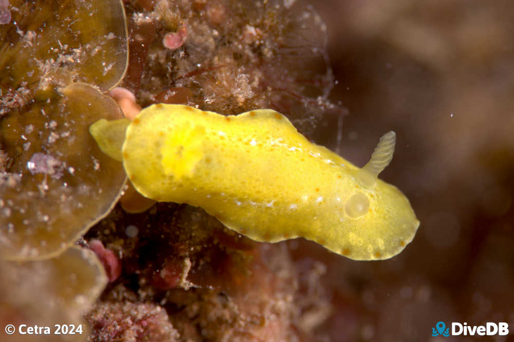 Photo of Verconia closeorum at Edithburgh Jetty. 